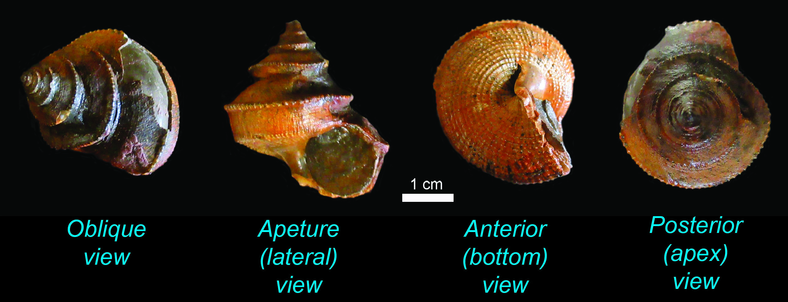 Different views of Worthenia tabulata, from the Magoffin Shale Member, Four Corners Formation, eastern Kentucky.